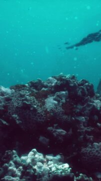 Shallow ocean floor with coral reef and fish