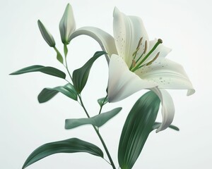 Obraz premium A delicate white lily blooms elegantly, showcasing its pure petals and lush green leaves against a soft, light background.