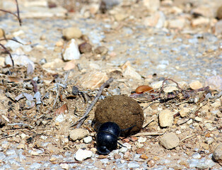 Dung Beetle in Action - Nature’s Recycler - A determined dung beetle pushes a ball of dung across the rugged terrain of Kruger National Park, South Africa. 