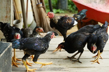 a group of free-range chickens are eating