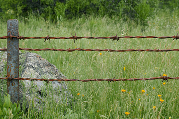 Fototapeta premium Rusty barbed wire on natural background