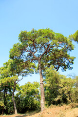 pine tree on the hill