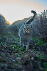 Cute cat in lavender bushes in the winter
