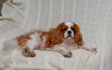pregnant cavalier king charles spaniel dog sitting on sofa. Dog expecting puppies
