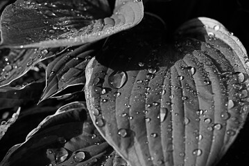 Close-up of large hosta leaves adorned with water droplets in high-contrast monochrome setting