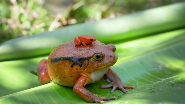 A large tomato frog (Dyscophus antongilii) carries a tiny golden mantella frog (Mantella aurantiaca), an endangered poison dart frog, on its back. Both species are endemic to Madagascar.