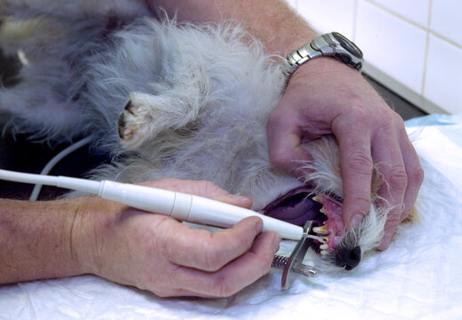 V&eacute;t&eacute;rinaire d&eacute;tartrant les dents d'un chien