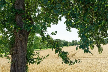 Apple Tree and Wheat Field in a Serene Landscape