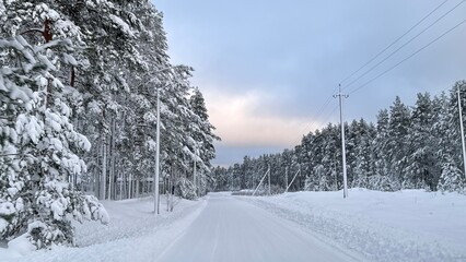 Obraz premium Winter Wonderland: Snow-Covered Forest with Towering Pine Trees