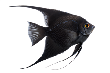 Black Angelfish (Pterophyllum scalare) - Freshwater Fish. Isolated. Transparent background