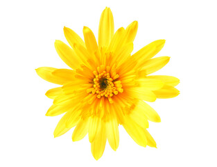 Chrysanthemum flowers isolated