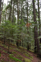 Obraz premium Ukraine, Carpathian mountains. Deep pine forest, large evergreen trees, mossy earth. Wild nature, overcast day. Moody landscape, woodland view.