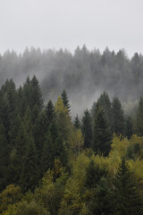 Ukraine, Carpathian mountains. Thick fog in deep pine forest, on tops of large evergreen trees. Overcast day. Moody landscape, woodland view.