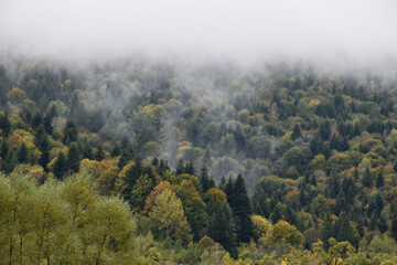 Ukraine, Carpathian mountains. Thick fog in deep pine forest, on tops of evergreen trees. Overcast day. Moody landscape, colorful autumn nature, woodland view.