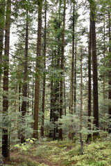 Obraz premium Ukraine, Carpathians. Deep green forest, soft light behind large pine trees, mossy earth, lush foliage, small fir trees. Wild nature, scenic woodland view.