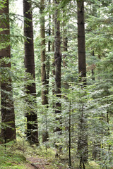 Ukraine, Carpathians. Deep green forest, soft light behind large pine trees, mossy earth, lush foliage, small fir trees. Wild nature, scenic woodland view.