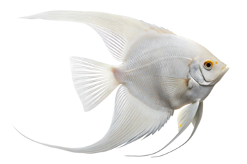Ghost Angelfish (Pterophyllum scalare) - Freshwater Fish. Isolated. Transparent background