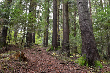 Ukraine, Carpathian mountains. Deep pine forest, large evergreen trees with mossy roots, steep path. Wild nature, overcast day. Moody landscape, woodland view.