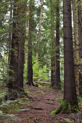 Ukraine, Carpathian mountains. Deep pine forest, large evergreen trees with mossy roots. Wild nature, overcast day. Moody landscape, woodland view.