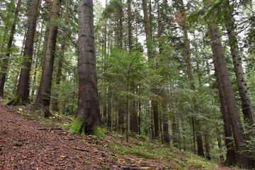 Ukraine, Carpathian mountains. Deep pine forest, large evergreen trees with mossy roots, steep path. Wild nature, overcast day. Moody landscape, woodland view.