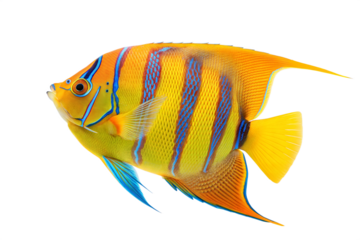 Tropical Angelfish (Pterophyllum scalare) - Freshwater Fish. Isolated. Transparent background
