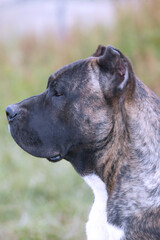 Dogo canario