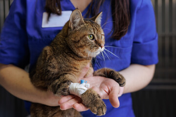 Veterinarian puts a catheter on a cat in a veterinary hospital, emergency care for animals