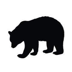 Fototapeta premium A black bear is walking on a white background. The bear is walking with its head down. The bear is walking on the right side of the image