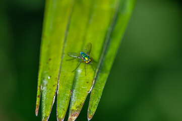 A small fly sits on a green leaf