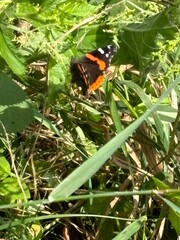 butterfly on a leaf