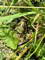 Frog camouflaged in green grass