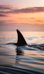 Fototapeta premium Close up of a Shark fin piercing tranquil water surface against serene sunset sky, creating an ominous yet beautiful seascape