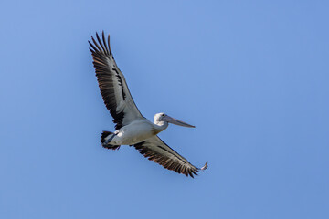 Obraz premium An Australian Pelican in flight with blue sky background