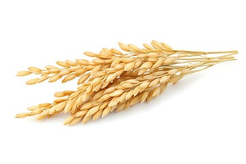 Rice isolate on white background.