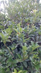 902)A pomplid wasp on a tangerine tree(Photo taken at 12:54 on june 16, 2016)