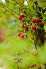 Fototapeta premium red plant 