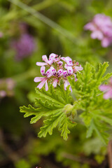 Fototapeta premium flowers in the garden