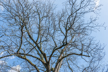 Bare branches stretch toward the sky, telling stories of seasons past