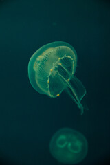 jelly fish in the water