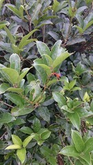 904)A pomplid wasp on a tangerine tree(Photo taken at 15:48 on june 29, 2016)