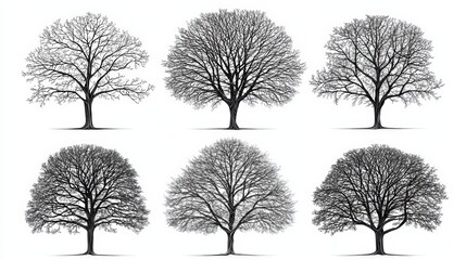 Seasonal changes in tree growth an overview of nature study and botanical concepts