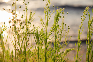 Obraz premium wildflower at sunset 