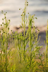 wildflower at sunset
