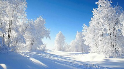 Obraz premium Frosted branches of snow-covered trees sparkling in the sunlight, with a clear blue sky above.