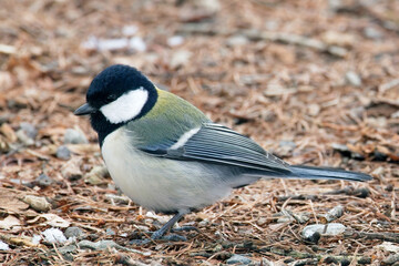 Obraz premium Japanese Tit (Parus minor), also known as the Oriental Tit, foraging in the leaf litter, very close, Honshu, Japan.