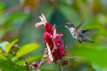 Fototapeta premium Hummingbird near vibrant red flowers in a lush garden.
