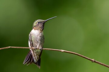 Fototapeta premium Hummingbird on a Branch