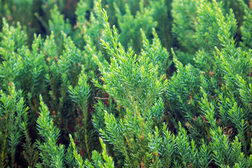 selective shot thuja tree leaves in the woods