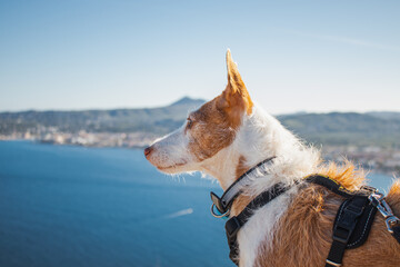 Un elegante podenco blanco y marrón se encuentra de perfil, destacando contra el azul intenso del...