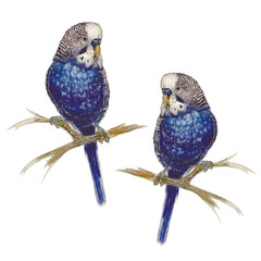 watercolor image of two wavy male parrots . 